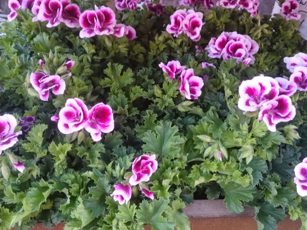 Schnittblumen_h_01_1200x675